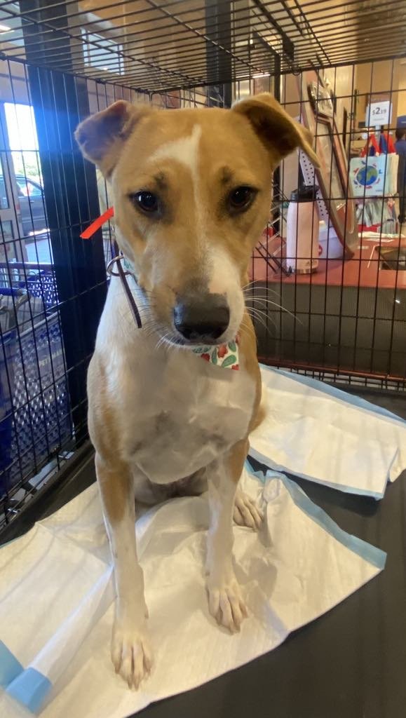 BROWNIE - Jack Russell Terrier / Rhodesian Ridgeback available for adoption