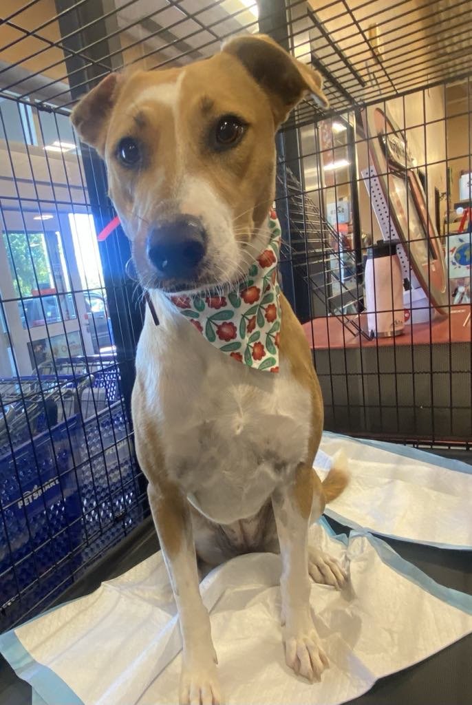 BROWNIE - Jack Russell Terrier / Rhodesian Ridgeback available for adoption