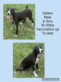 Galileo - Photo 1