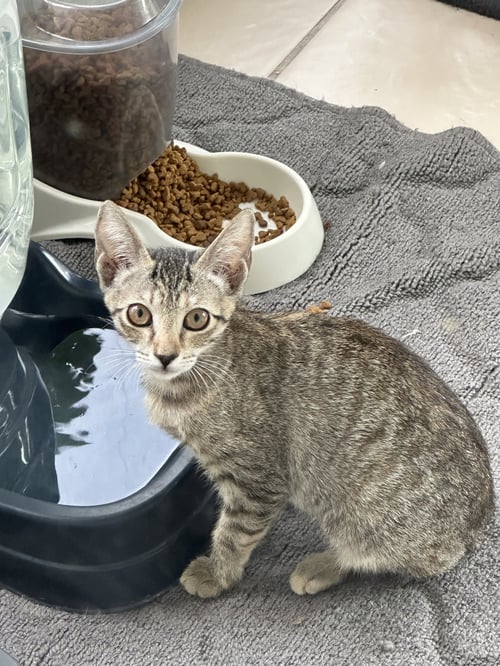 MILO - Domestic Short Hair available for adoption