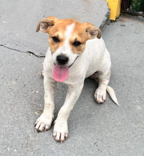 BRAM - Chihuahua / Terrier available for adoption