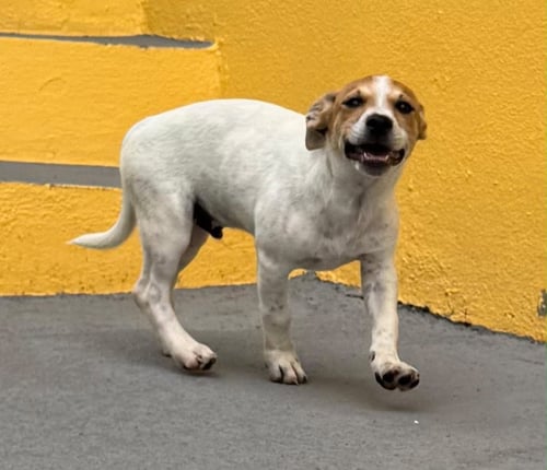 BRAM - Chihuahua / Terrier available for adoption