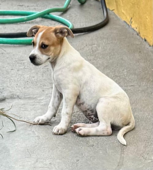 BRAM - Chihuahua / Terrier available for adoption