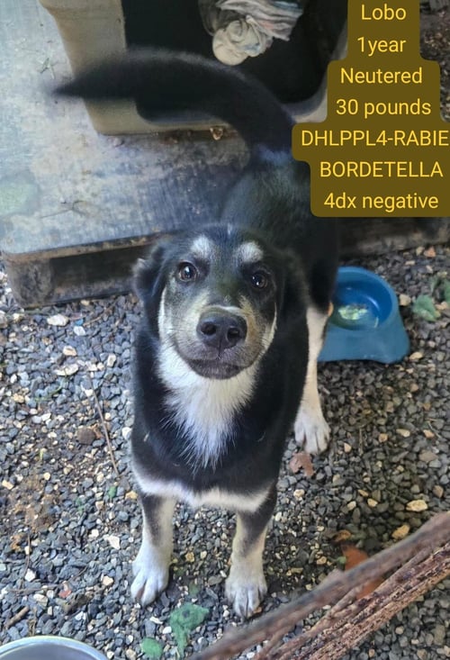 LOBO - Shepherd / Terrier available for adoption