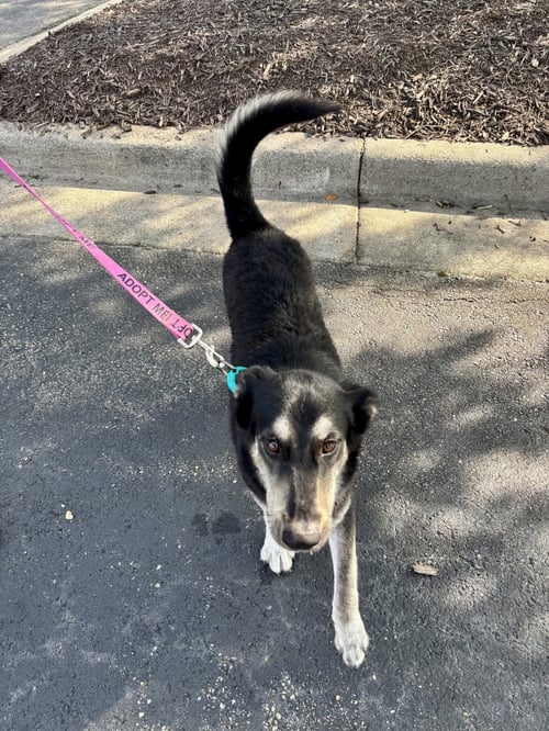 LOBO - Shepherd / Terrier available for adoption