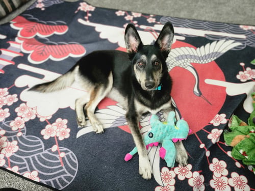 LOBO - Shepherd / Terrier available for adoption