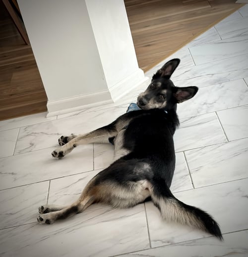 LOBO - Shepherd / Terrier available for adoption