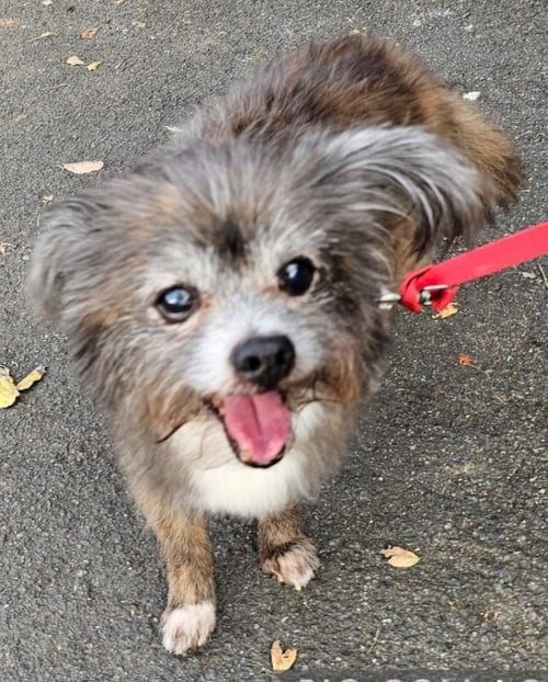 TIGER - Yorkshire Terrier Yorkie / Shih Tzu available for adoption