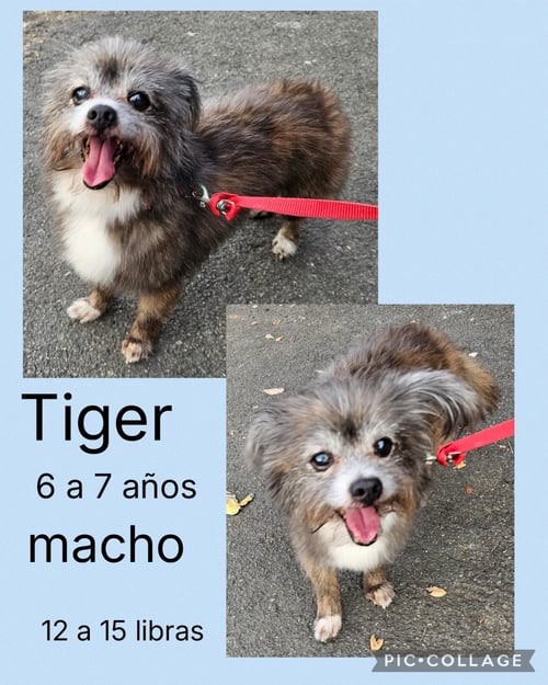 TIGER - Yorkshire Terrier Yorkie / Shih Tzu available for adoption