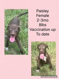 Paisley - Photo 1