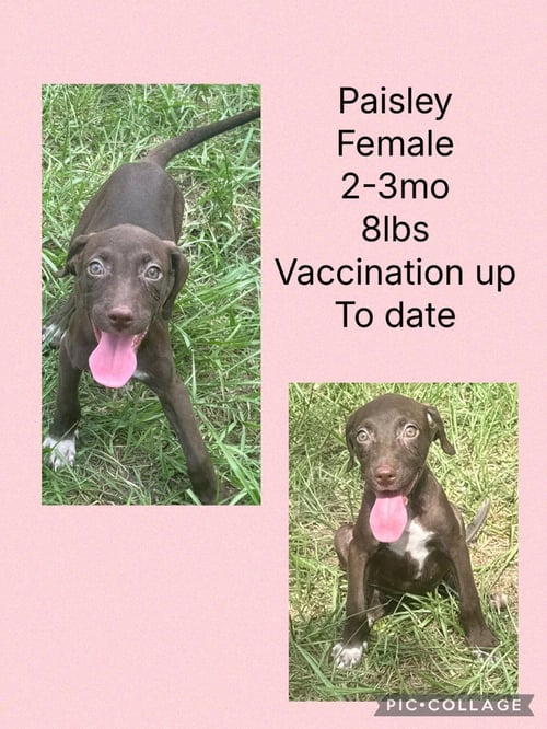 PAISLEY - Labrador Retriever / Chihuahua available for adoption