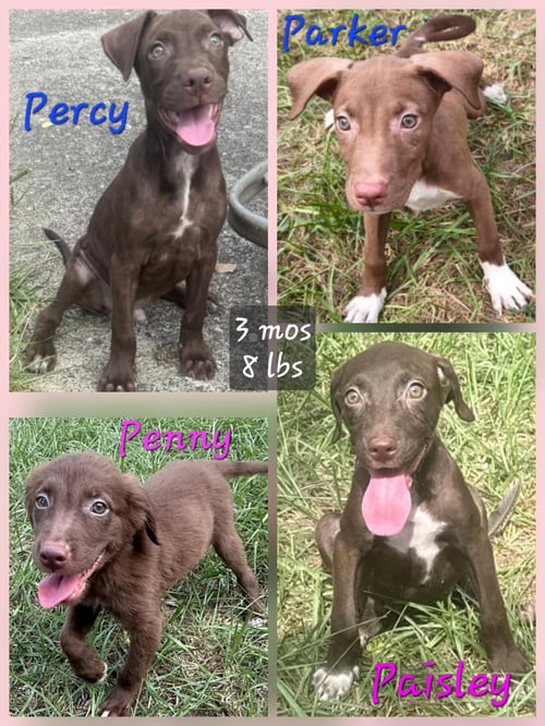 PAISLEY - Labrador Retriever / Chihuahua available for adoption