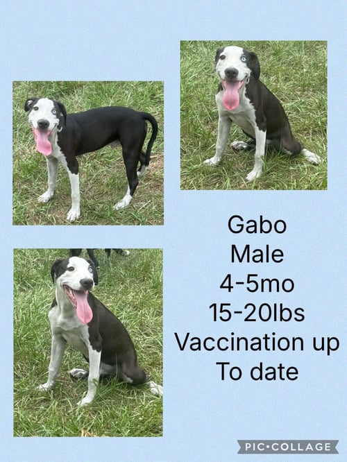 GABO - Whippet / Dalmatian available for adoption