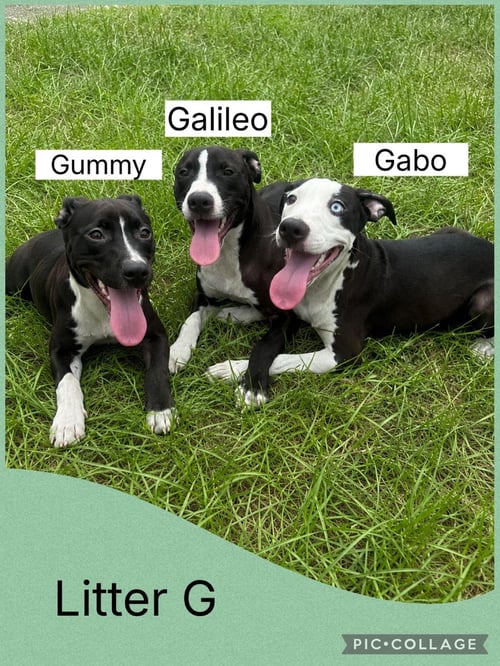 GABO - Whippet / Dalmatian available for adoption