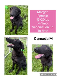 Morgan - Photo 1