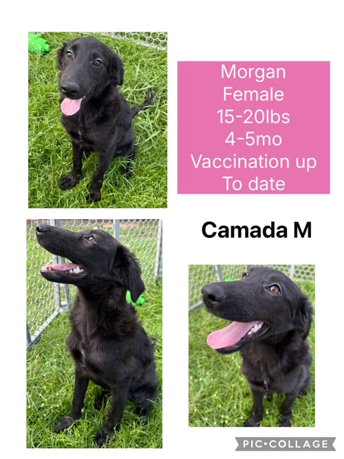 MORGAN - Flat-coated Retriever / Shepherd available for adoption