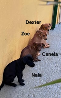 Dexter - Photo 2