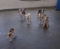 Thor - Photo 11