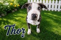 Thor - Photo 10