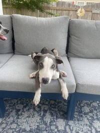 Thor - Photo 9