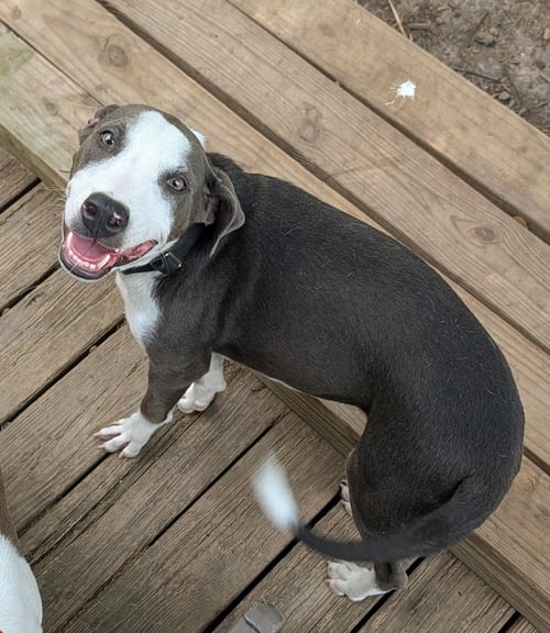 THOR - Doberman Pinscher / Terrier available for adoption