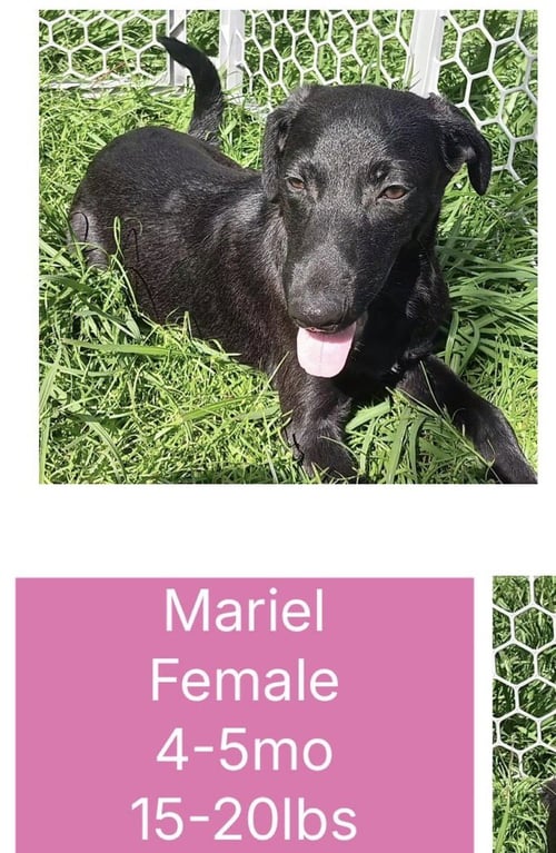 MARIEL - Flat-coated Retriever / Shepherd available for adoption