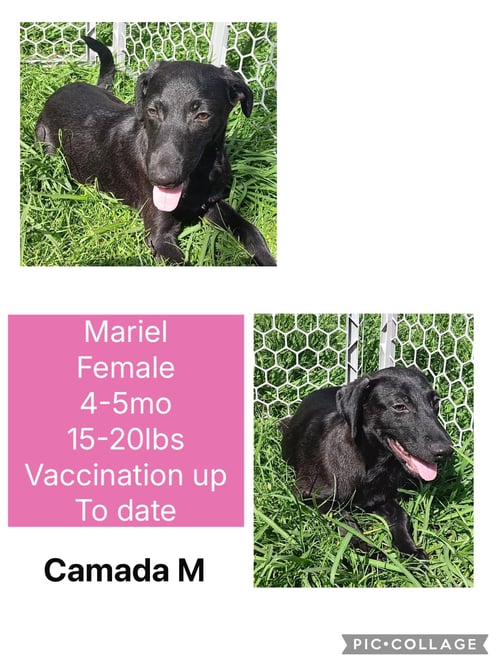 MARIEL - Flat-coated Retriever / Shepherd available for adoption
