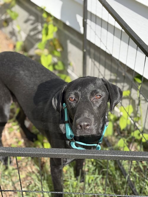 MARIEL - Flat-coated Retriever / Shepherd available for adoption