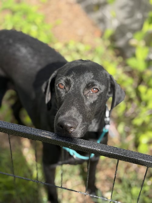 MARIEL - Flat-coated Retriever / Shepherd available for adoption