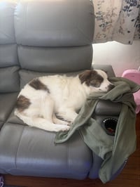 Stitch - Photo 3
