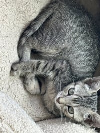 Daniela - Photo 2