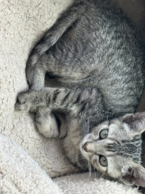 DANIELA - Domestic Short Hair available for adoption