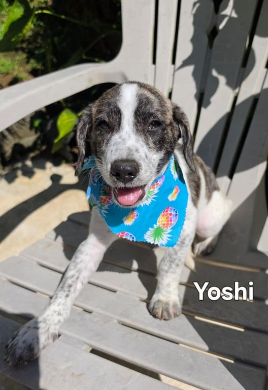 Yoshi Image