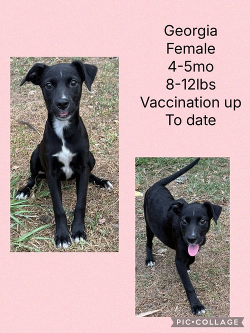 GEORGIA 2 - Whippet / Chihuahua available for adoption