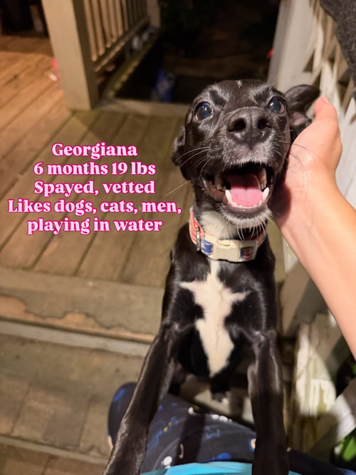 GEORGIANA - Whippet / Chihuahua available for adoption