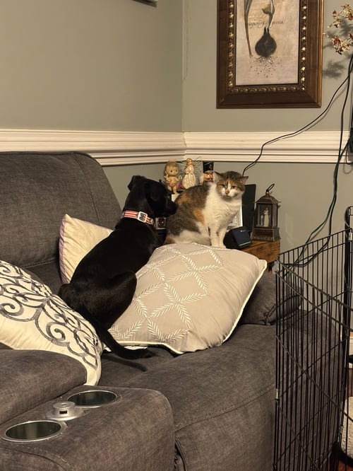 GEORGIANA - Whippet / Chihuahua available for adoption