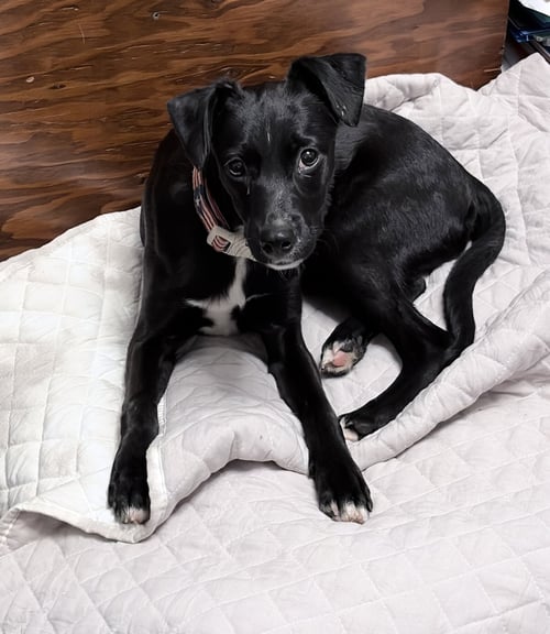 GEORGIANA - Whippet / Chihuahua available for adoption