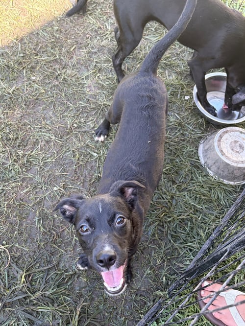 GEORGIANA - Whippet / Chihuahua available for adoption