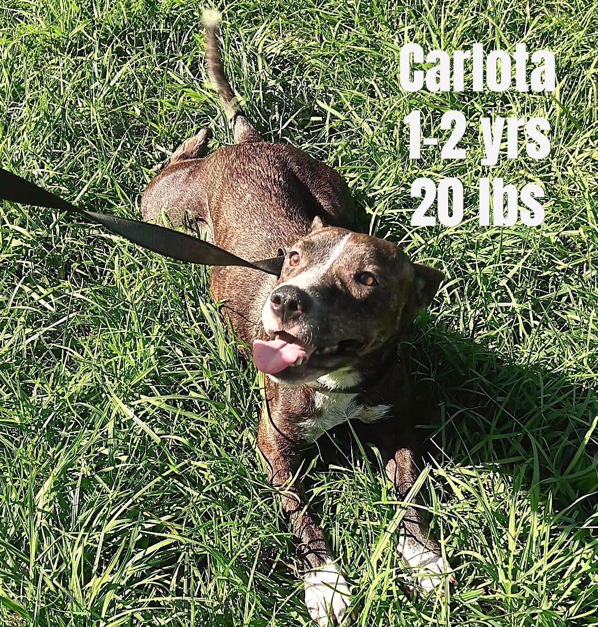 CARLOTA - Terrier / Chihuahua available for adoption