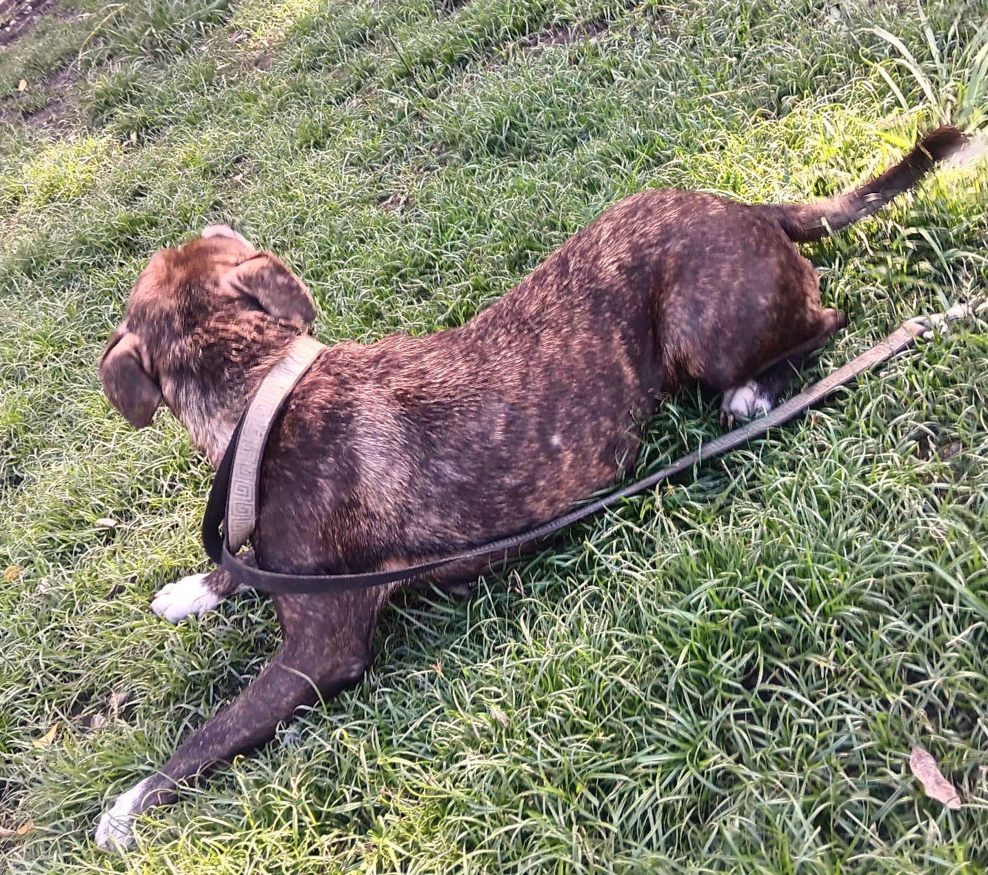 CARLOTA - Terrier / Chihuahua available for adoption