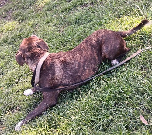 CARLOTA - Terrier / Chihuahua available for adoption