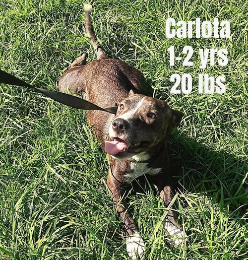 CARLOTA - Terrier / Chihuahua available for adoption