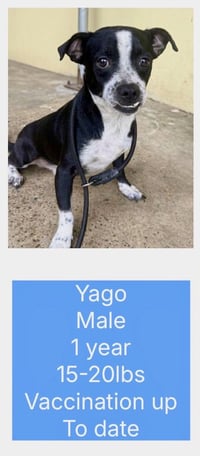 Yago - Photo 7