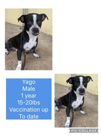 Yago - Photo 8