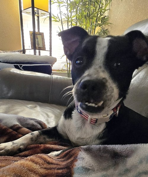 YAGO - Jack Russell Terrier / Chihuahua available for adoption