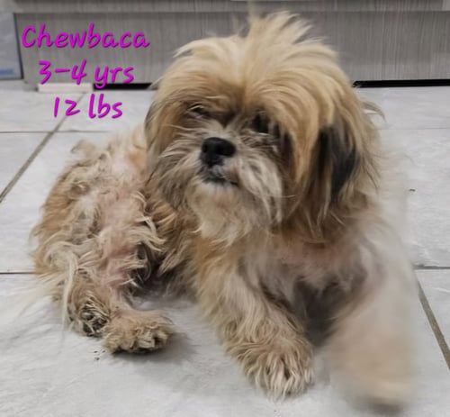 CHEWBACA - Shih Tzu / Terrier available for adoption