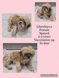 Chewbaca - Photo 2