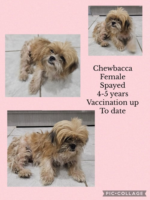 CHEWBACA - Shih Tzu / Terrier available for adoption
