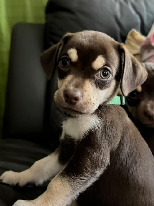 CONAN - Chihuahua available for adoption