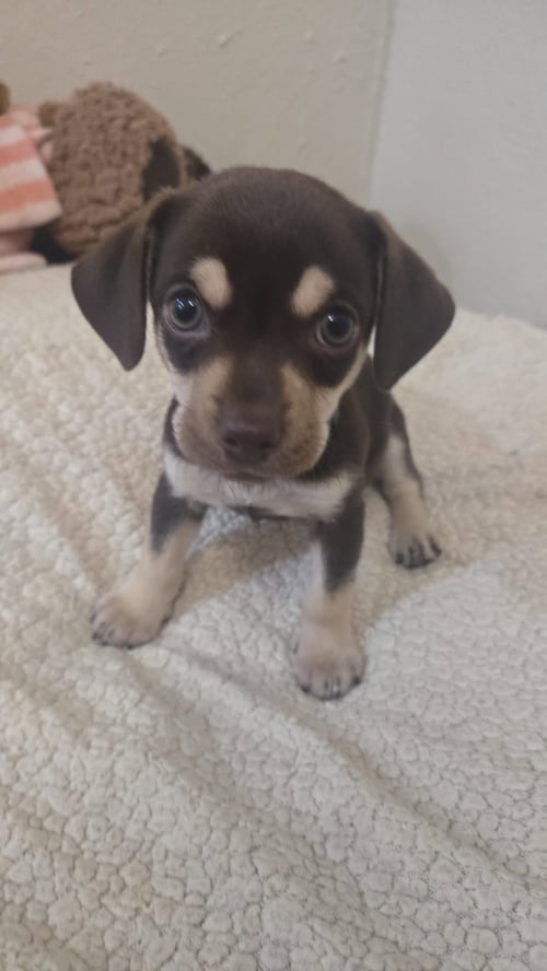 CONAN - Chihuahua available for adoption